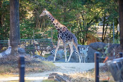 🏞️ 고치 현립 노이치 동물공원 (코치 켄리츠 노이치 도부츠 코엔) 이미지 2